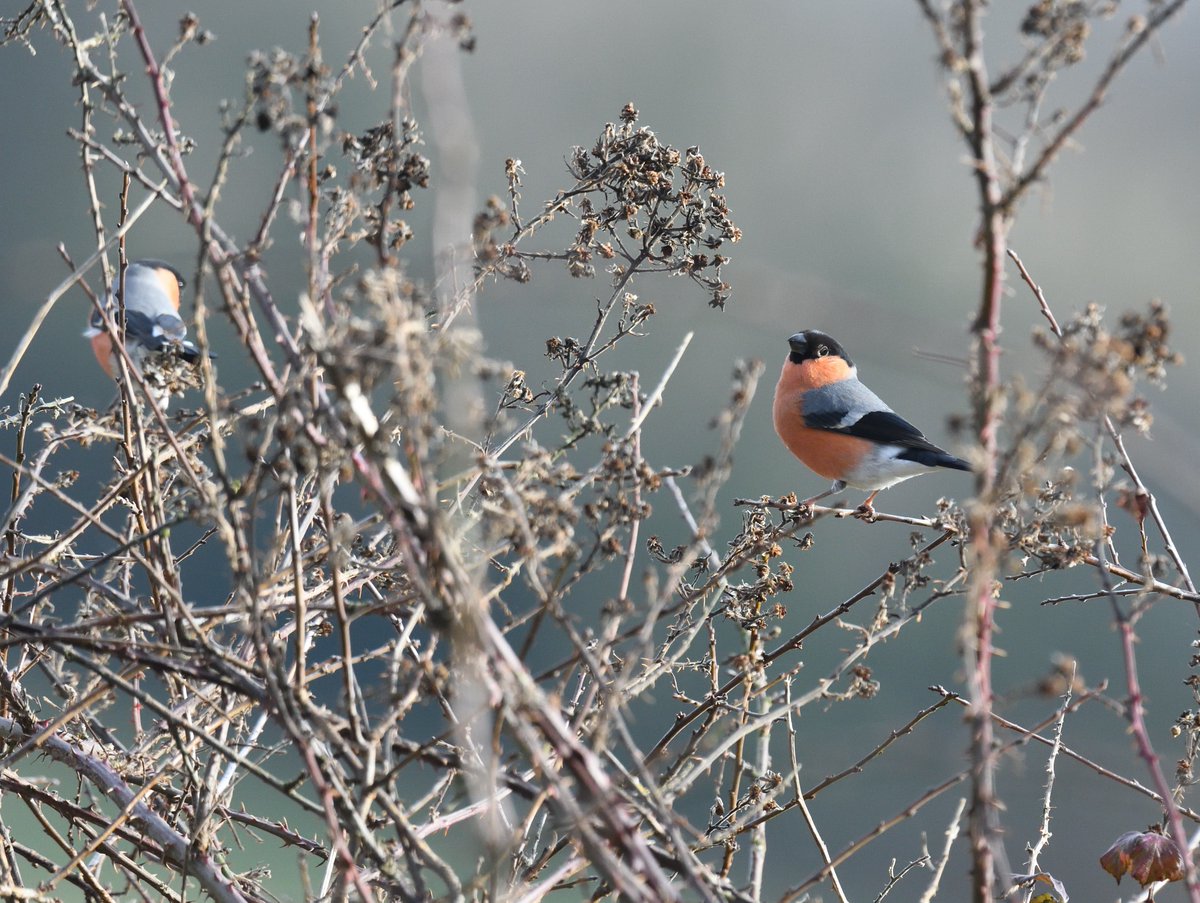 Still no Waxwings for me, but great to see 4 male #Bullfinches feeding together today #Shutterton #Dawlish #Devon