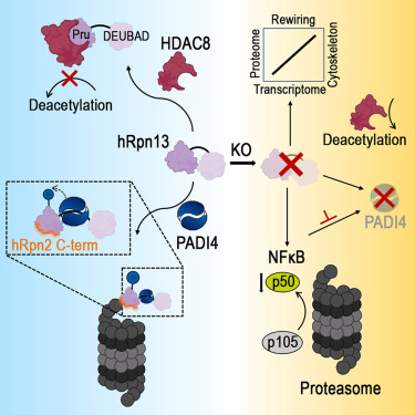 Online Now: hRpn13 shapes the proteome and transcriptome through epigenetic factors HDAC8, PADI4, and transcription factor NF-κB p50 dlvr.it/T0chcL