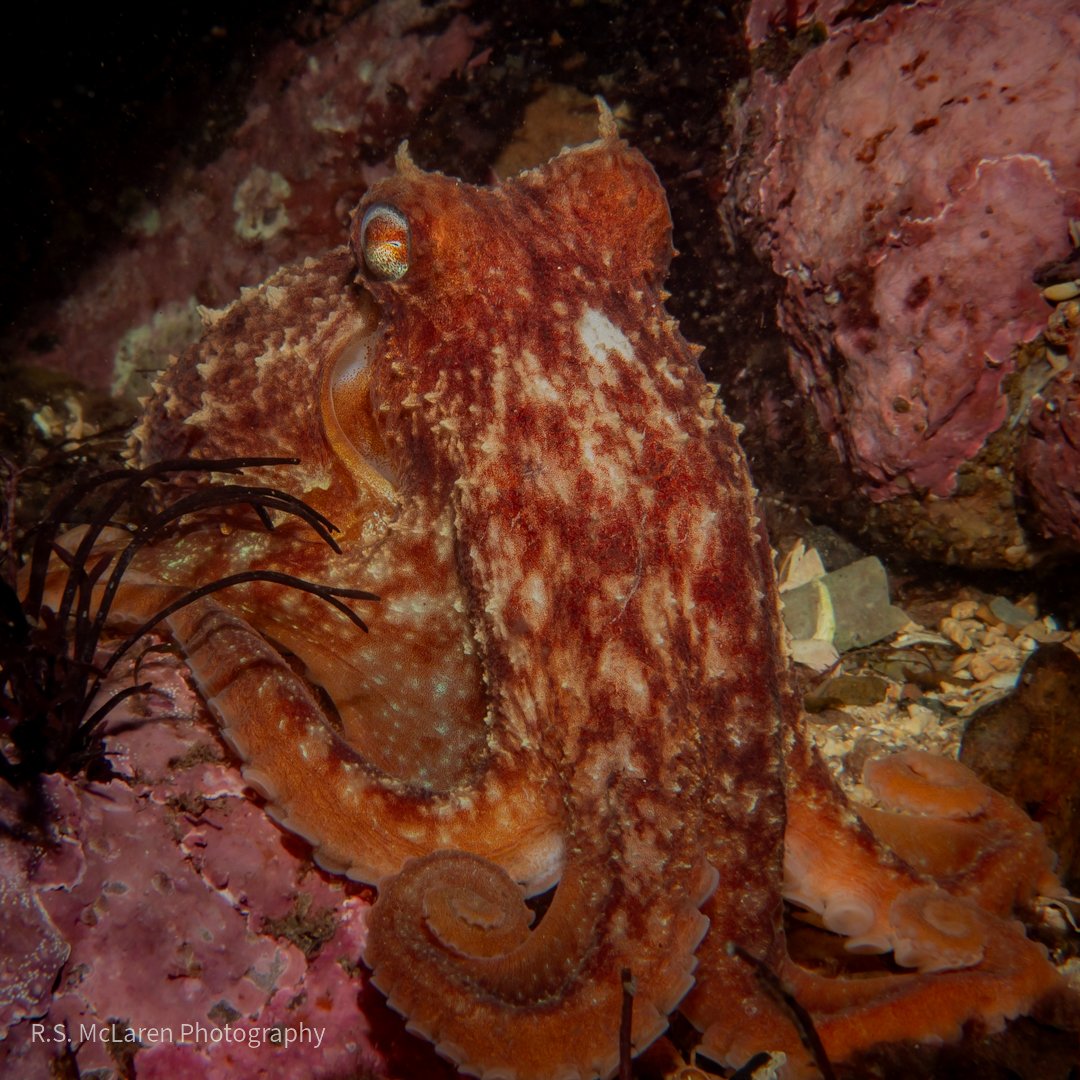 Eledone cirrhosa - Curled Octopus
.
❤️
.
📍Lamlash Bay, Isle of Arran - Scotland 🏴󠁧󠁢󠁳󠁣󠁴󠁿 
.
Olympus OM-D EM-1 MKII + Olympus M.Zuiko ED 30mm f/3.5 Macro + AOI UH-EM1 III