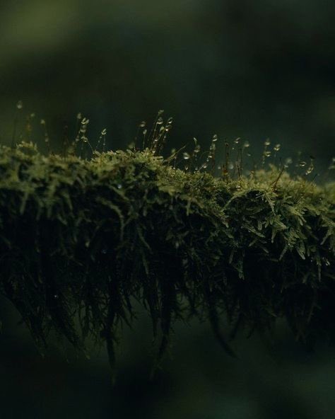 🌱