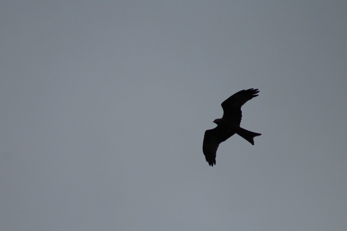 Red Kite drifting above the trees 
#Whitewebbs Park #Enfield #London #12DaysWild