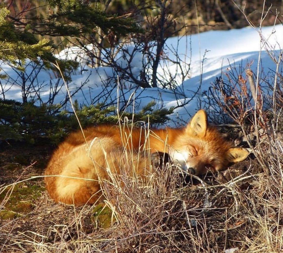 National Park Service (@natlparkservice) on Twitter photo “Tomorrow I’ll get up and workout at 6:00 am!”
Me at 9:00 am.
📸: <a href="/LakeClarkNPS/">Lake Clark NPS</a> “Tomorrow I’ll get up and workout at 6:00 am!”
Me at 9:00 am.
📸: <a href="/LakeClarkNPS/">Lake Clark NPS</a>