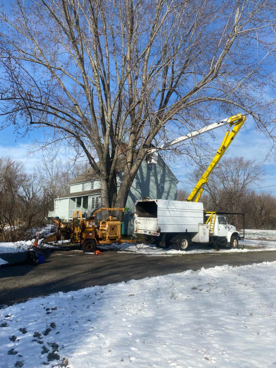 RayTheTreeGuy's tweet image. We&apos;re passionate about tree consulting and committed to providing our clients with the highest quality and friendly service possible. Check out our website for more information!

#TreeConsulting #GlastonburyCT bit.ly/3RqlaZ9