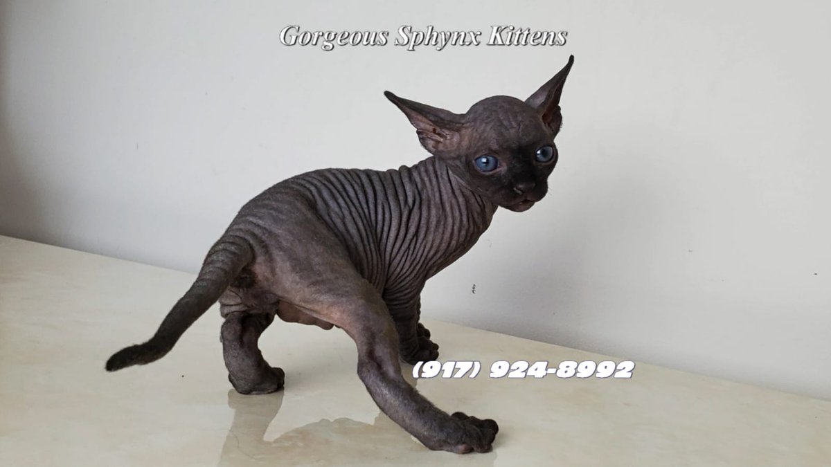 My hairless cats redefine feline beauty with their distinctive appearance and soft, velvety skin. Witness the beauty, charm, and delightful personalities that make my kittens exceptional. Call me today at (917) 690-4564!

#HairlessCats #StatenIslandNY bit.ly/3aBHPZM