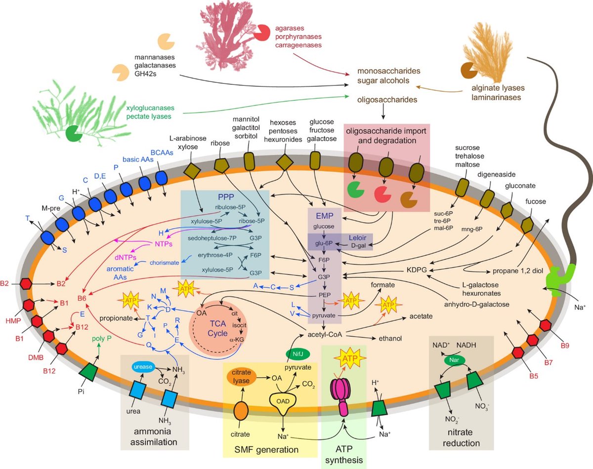 Truly massive bacteria—one million times the volume of E. coli—live inside the unicornfish. Explore its genome and uncover the secrets behind the gargantuan size of this bacterial behemoth.

In @Physorg_com: ow.ly/tOmH50QluEJ

Read the full study: ow.ly/4vHN50QluEK