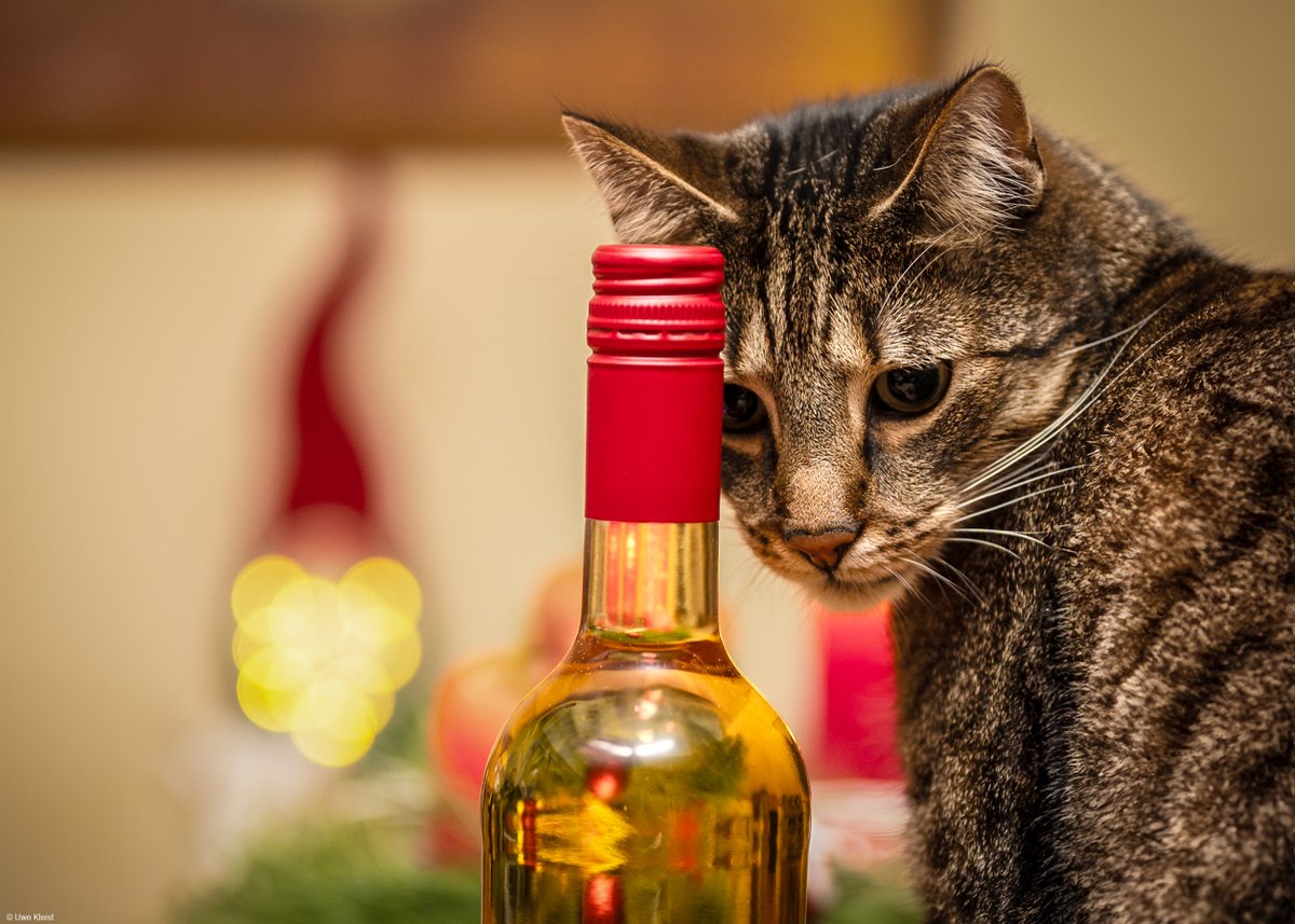 Heiligabend Afterparty 🎅 

#CatsOfTwitter #Cats