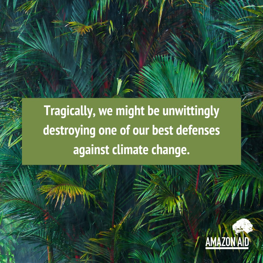 AmazonAidF's tweet image. Human-induced climate change, if left unchecked, may soon cause the Amazon to emit more carbon into the atmosphere than it absorbs.

amazonaid.org/why-should-you…