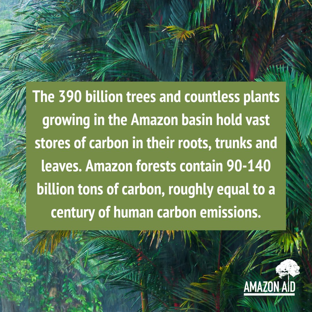 AmazonAidF's tweet image. Human-induced climate change, if left unchecked, may soon cause the Amazon to emit more carbon into the atmosphere than it absorbs.

amazonaid.org/why-should-you…