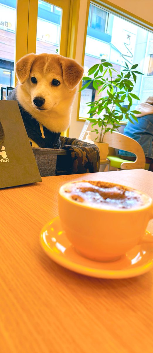 mix_Hinata's tweet photo. 1195日目

・家族でふらっとショッピングの日🛍️
・購入したのは @Kiloniner_japan のワッペンと @hitowan_dog の冷凍ごはん&amp;おかし🐶💕おすすめされたカフェにも行ったよ☺️🌷
・次の夏までにエアバギー用日傘も欲しいな…🥺💕✨

#保護犬を家族に #犬好きさんと繋がりたい #陽向日記  #ミックス犬 https://t.co/AjFLlAjY4Q