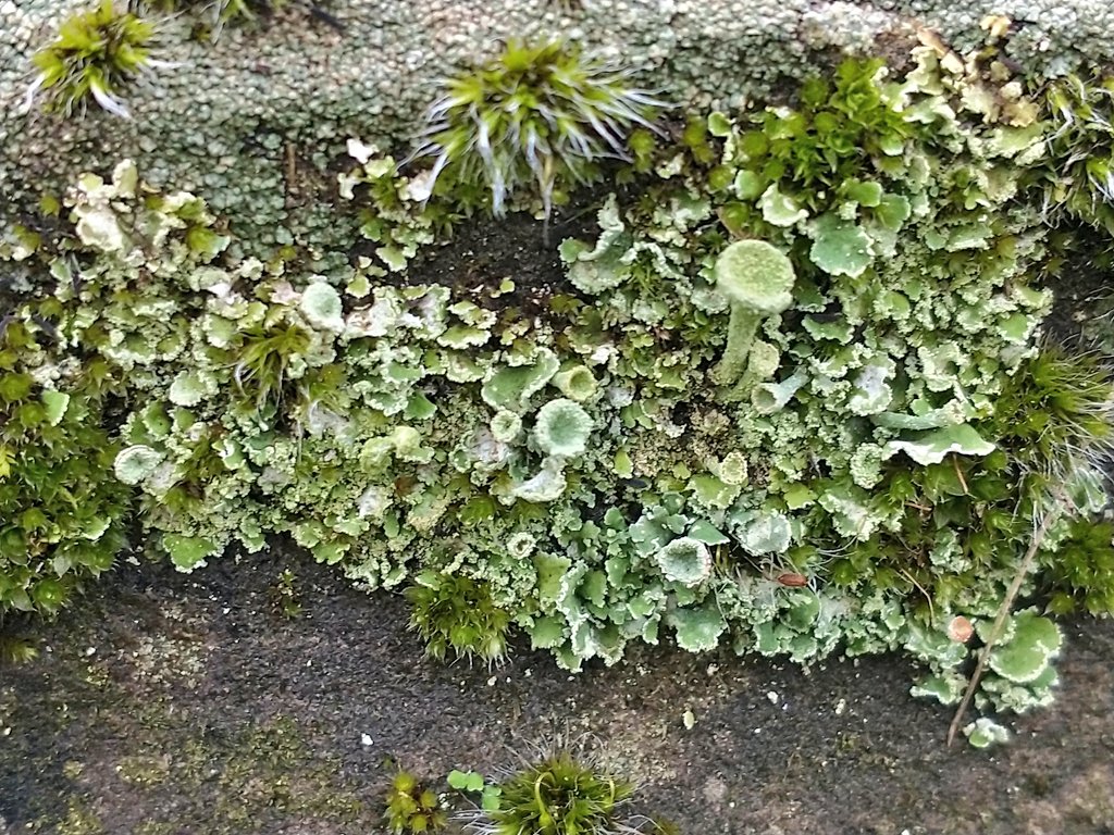 A few #lichen found on this morning's walk #BoxingDay #tuesdayvibe #nature #wildlife #lichenology 😁