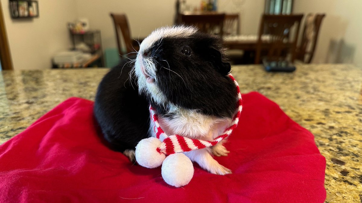 Sweet_Wheeks's tweet photo. 🤍❤️ Happy Holidays! ❤️🤍 https://t.co/Yl0p1jP30q