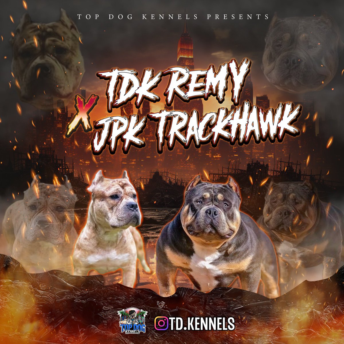 LayFranko's tweet photo. Stop playin wit me man really havin that shyt ‼️‼️🔥🦍 #bullypuppies #americanbully #pocketbullies https://t.co/VGPZ5T0AR4