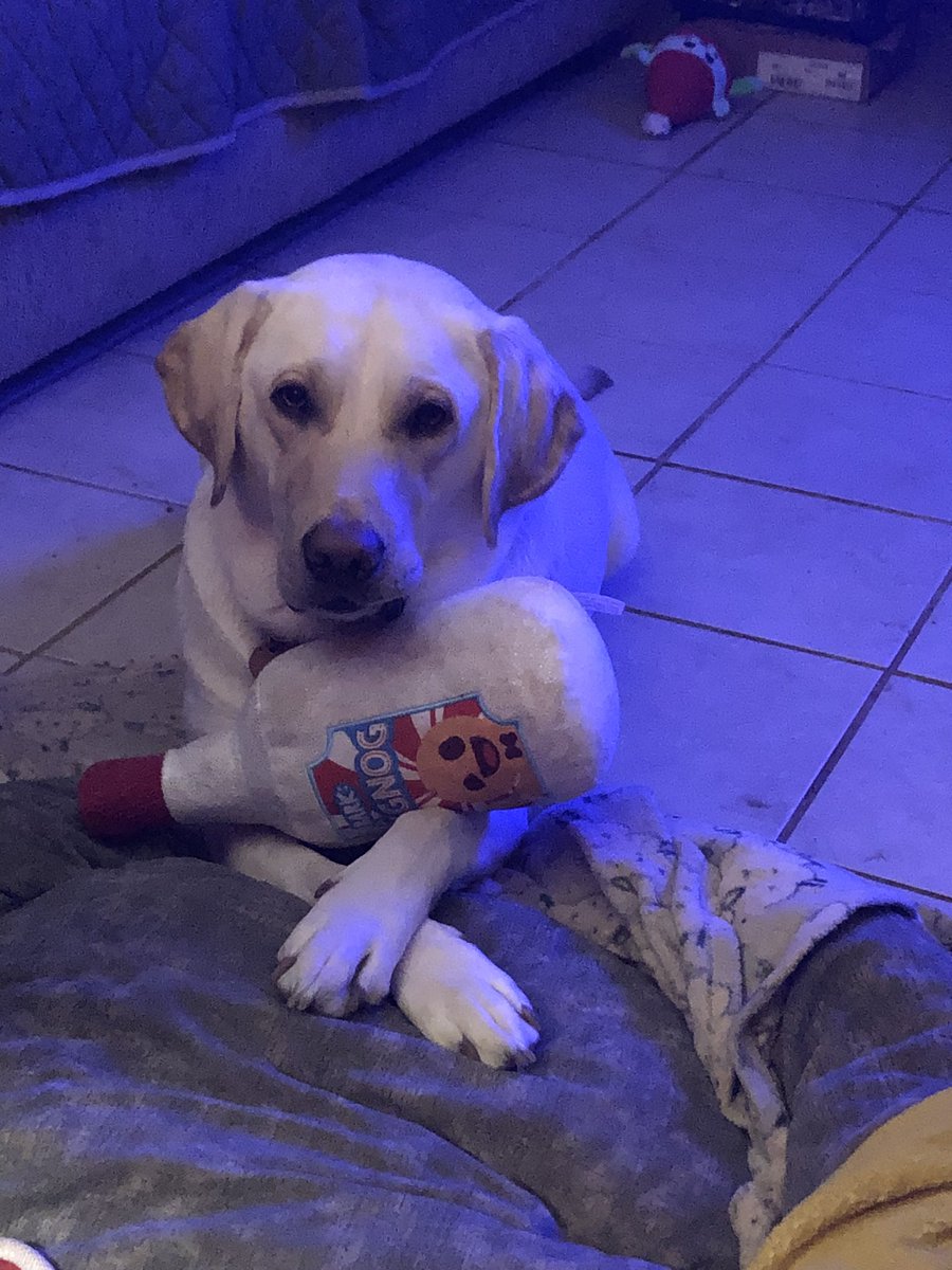 CrissySmith's tweet photo. Bamm is a fan of his new eggnog stuffie #txdogmom #dogmom #spoiledboy #merrychristmas #labsofx #babyboy #mamasboy https://t.co/F3VWssq0zv