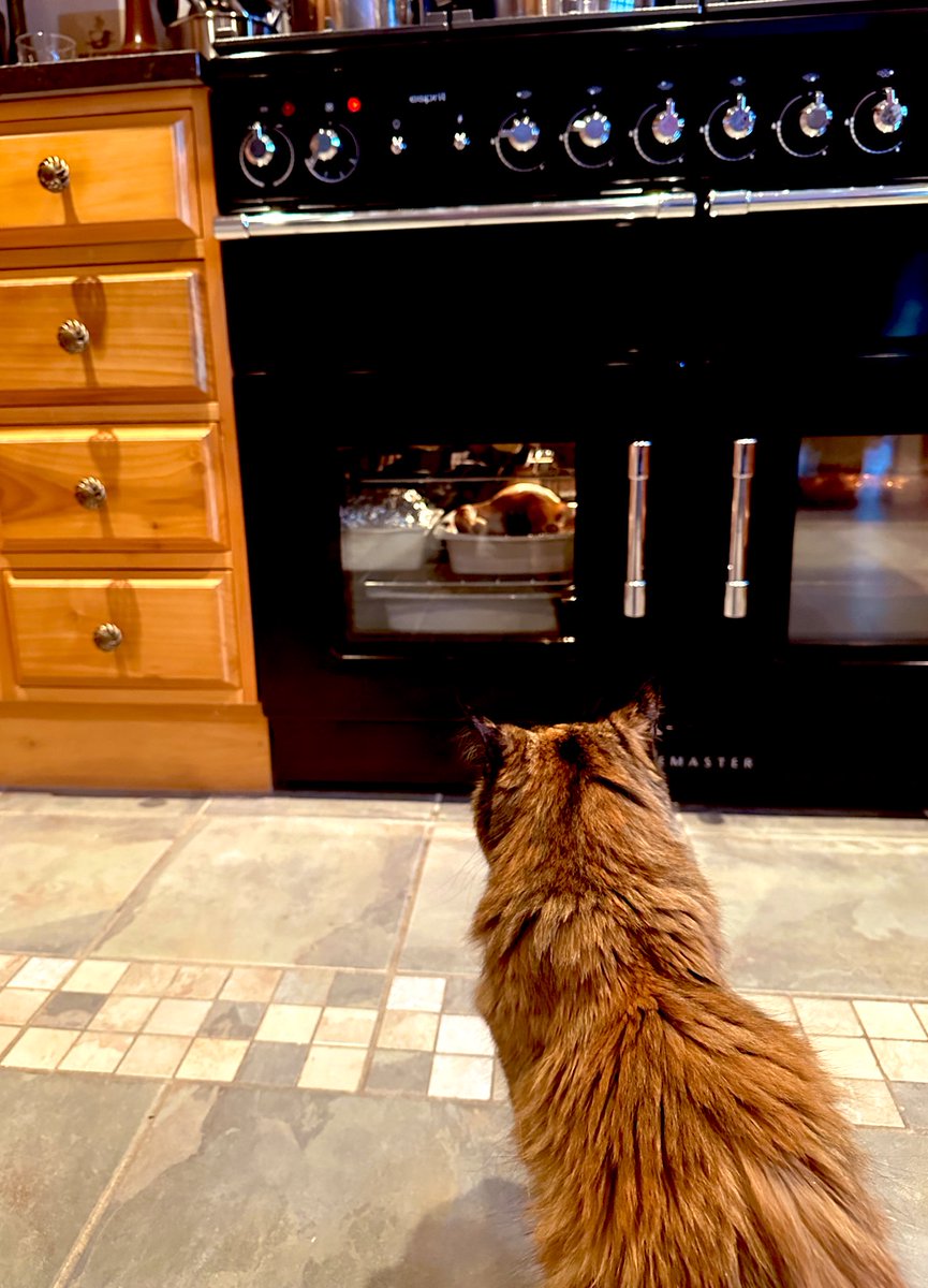 NTortie's tweet photo. It must be cooked by now 🍗   I’ve been supervising for hours. 😹
🖤🤎🧡🐾🐾😽
#Christmas2023 #SuperSeniorCatsClub https://t.co/dpJ5dR68oJ