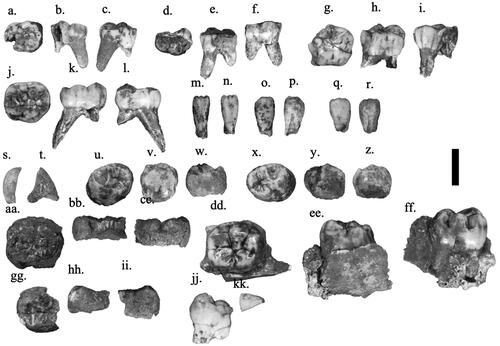 robertosaezm's tweet photo. New hominin dental remains from the ∼2.04–1.95 Ma Drimolen Main Quarry, South Africa https://t.co/OXNDxNDaXG https://t.co/6zOVXZ0HtK