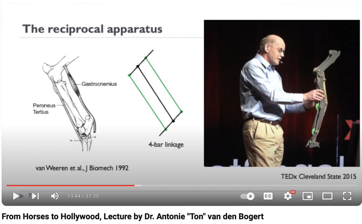 💡 Fascinating #biomechanics seminar.

🐎 Dr. Ton van den Bogert shares research lessons &amp; insights from his esteemed career, covering horse biomechanics, passive elastic mechanisms, exotendons, exoskeletons, motion capture, soft tissue artifacts, &amp; clever experimental methods.