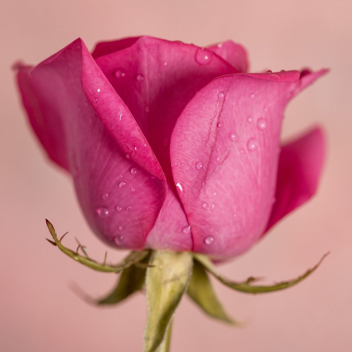 Beautiful rose from unsplash.com #merrychristmas #feliznavidad2023