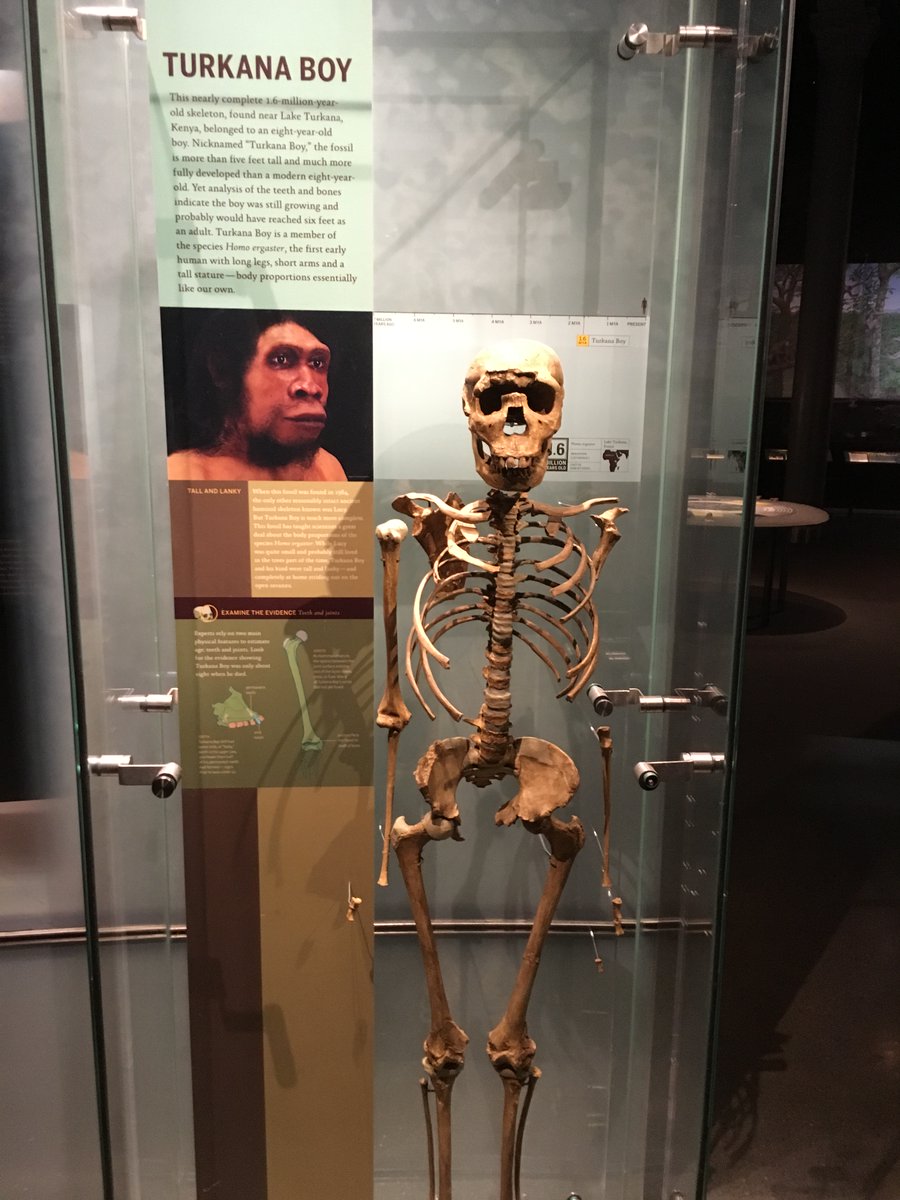Turkana Boy had a Broca’s area but was still unable to speak yet (also called Nariokotome Boy), given to the fossil, KNM-WT 15000, a nearly complete skeleton of a Homo ergaster (meaning ‘working man’) who lived ~ 1.6 million years ago youtube.com/live/gKSDxPpKZ…
