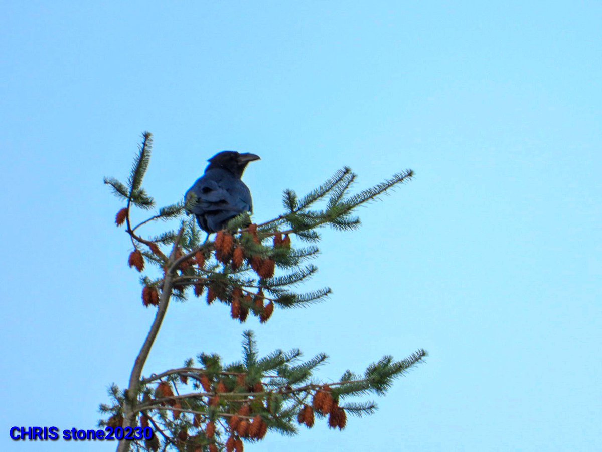 Christopher stone tweet media