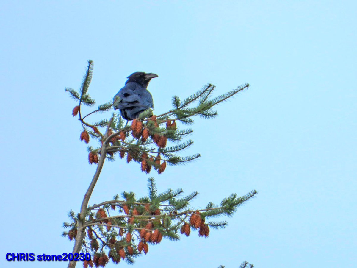 Christopher stone tweet media