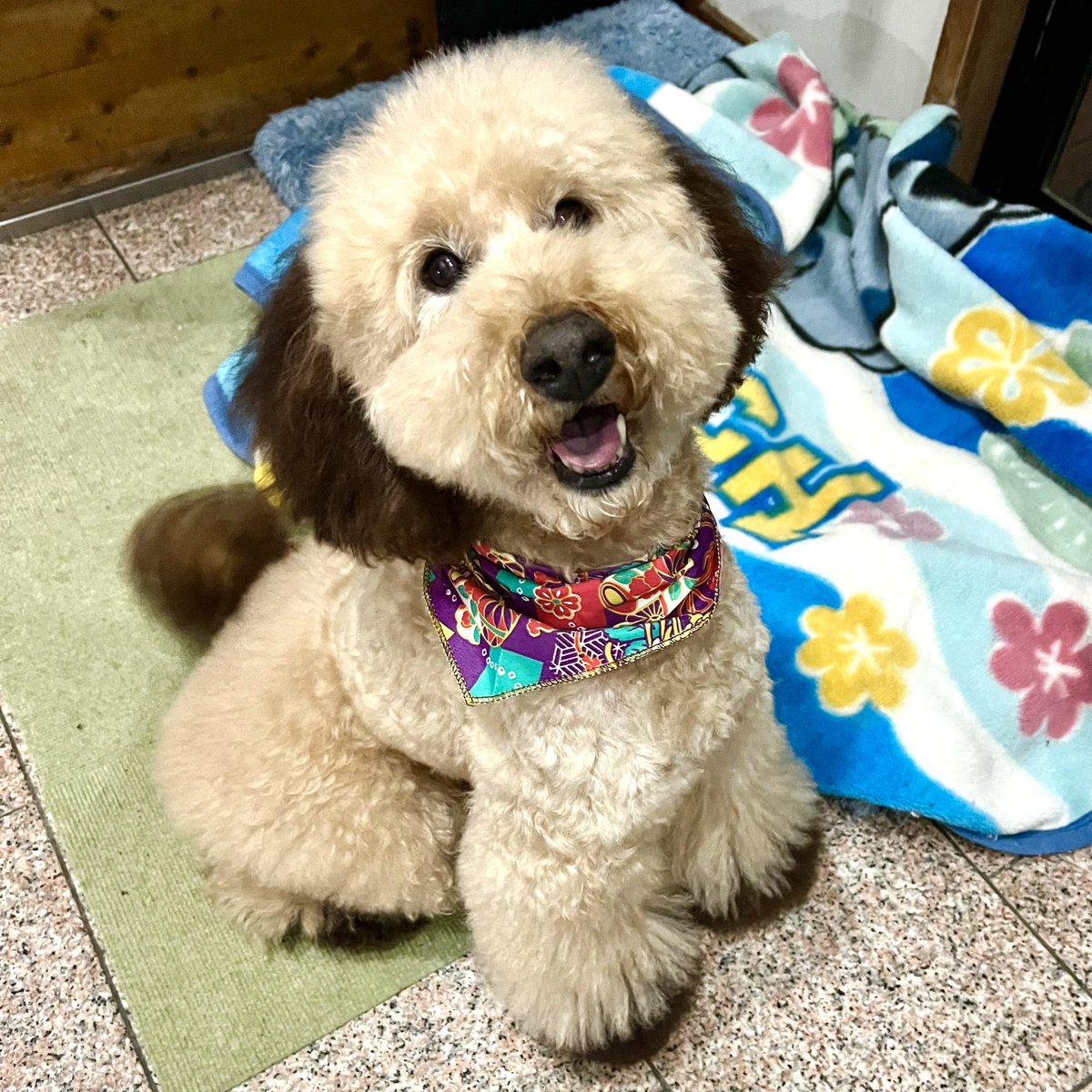 Fumi_Fumi428's tweet photo. 今年最後のシャンプーに行って来ました🐩無理言って、予約入れて貰えたんで、年末はフワフワで過ごせるねー☺️いつもリボン🎀巻いてくれるけど、今日はお正月バージョンのバンダナ巻いてくれてたね🎍次回トリミングは1月14(月)まで我慢してね✨️#プードル #ミディアムプードル #トリミング #naity https://t.co/lzlTgta4pq
