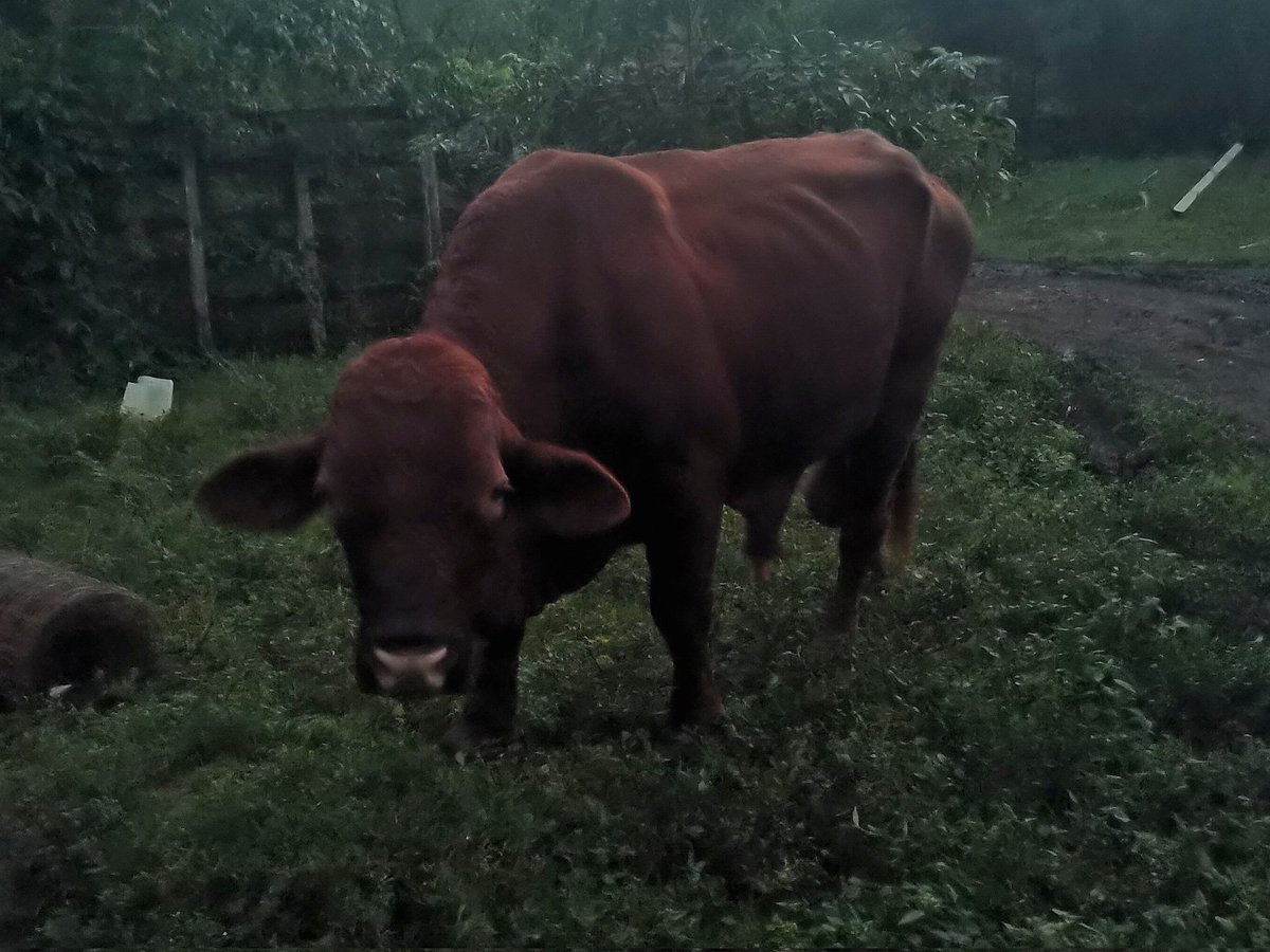 Ranchosybrechas's tweet photo. Este toro Beefmaster anda cansado, no sabemos si haya por el encinal tuvo una fiesta con sus vacas.
.
.
.
#rancho #ranchlife #postalesdecampo #ganado #cattle #ElCampoNoPara #SoyRanchero #Huasteca #Hidalgo #Huazalingo #Tepancahual #beefmaster https://t.co/ShuHPUwEoU