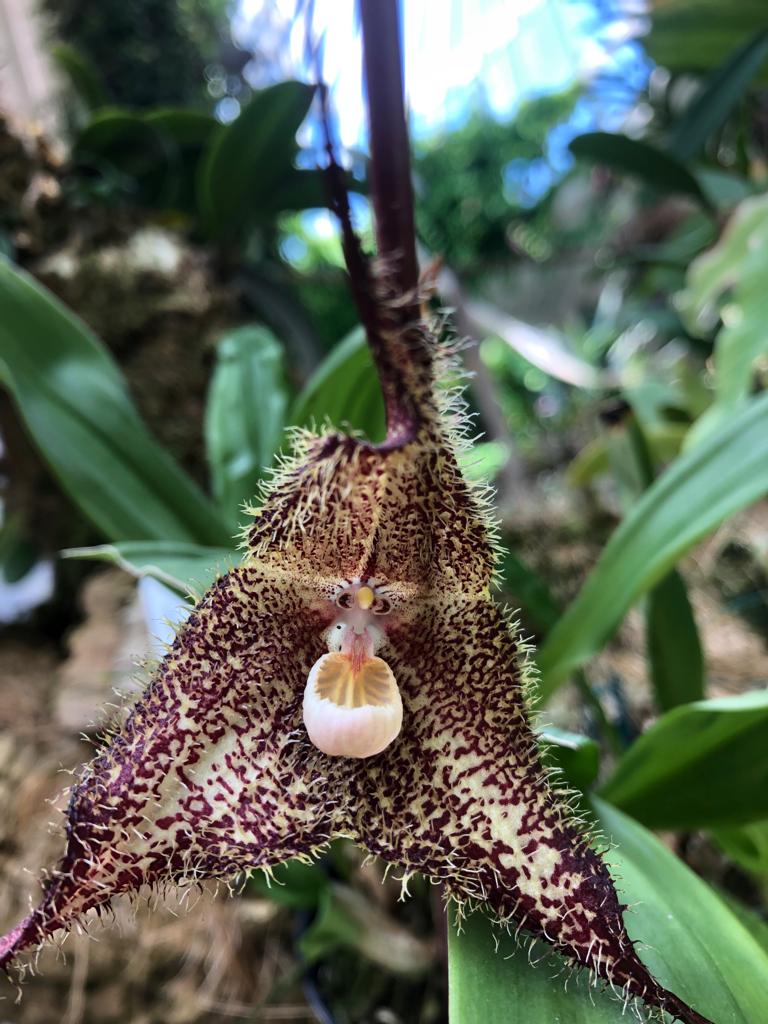 orchidarium_ tweet picture
