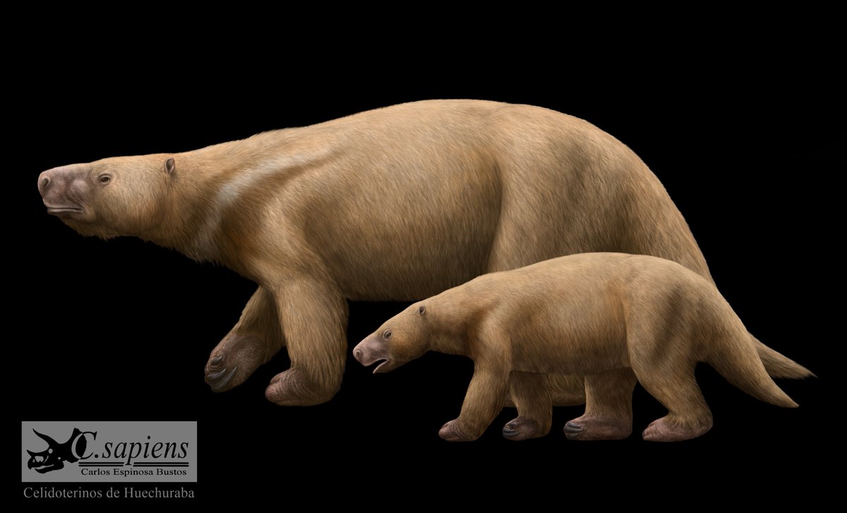 Carlost_sapiens's tweet photo. Reconstrucción de los perezosos terrestres hallados en La Palmilla, Huechuraba; realizado para mi proyecto de Tesis relacionado al estudio descriptivo y taxonómico de los materiales encontrados, un adulto y un juvenil.
#paleoart #paleontology #groundsloth #perezosos https://t.co/SnTUGdcPmL