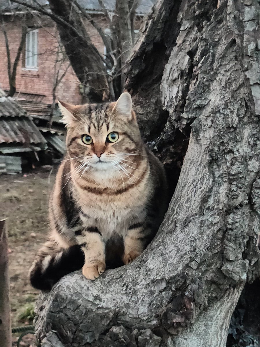 Бадерло (@pitmichaelvol) on Twitter photo 