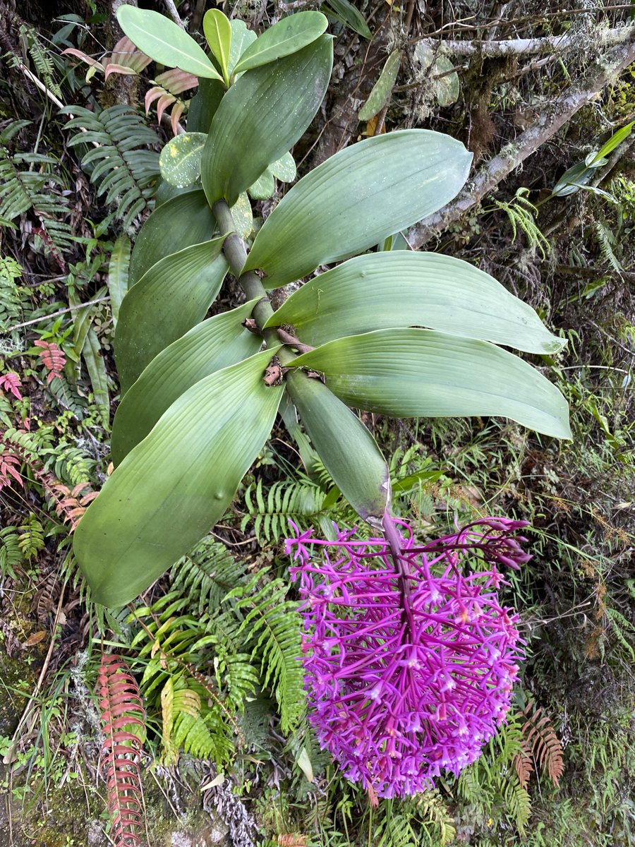challenguate's tweet photo. Another highlight of my trip to Peru. A massive Epidendrum syringothyrsus right near the top of Huayna Picchu at Machu Picchu. The inflorescence was as big as my head! #orchids #orchidspecies #insitu #flowers #nature #epiphytes #plants #peru #nature #epidendrum #orchidaceae https://t.co/UMIiZYw9vS