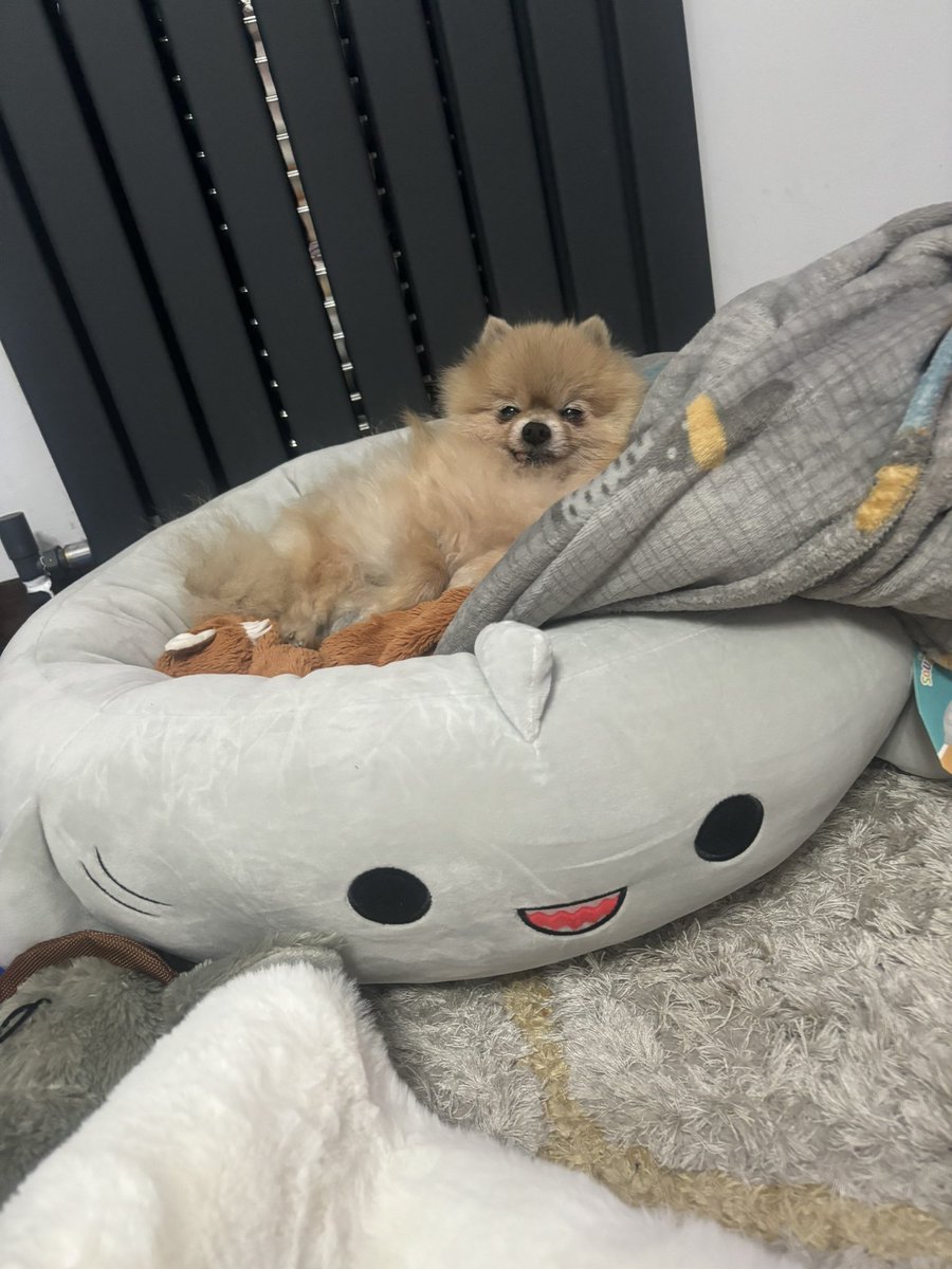Henry is finally getting off that stinky old bed to his new shark one! 🥳❄️