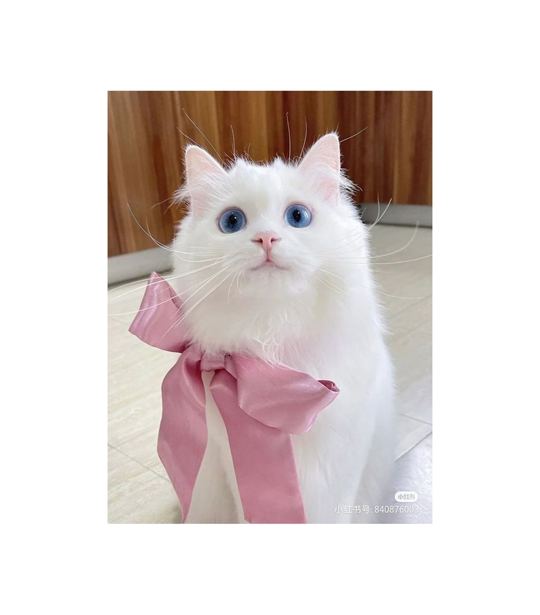 gentleeeeeeecat's tweet photo. https://t.co/DV8QrbikJG