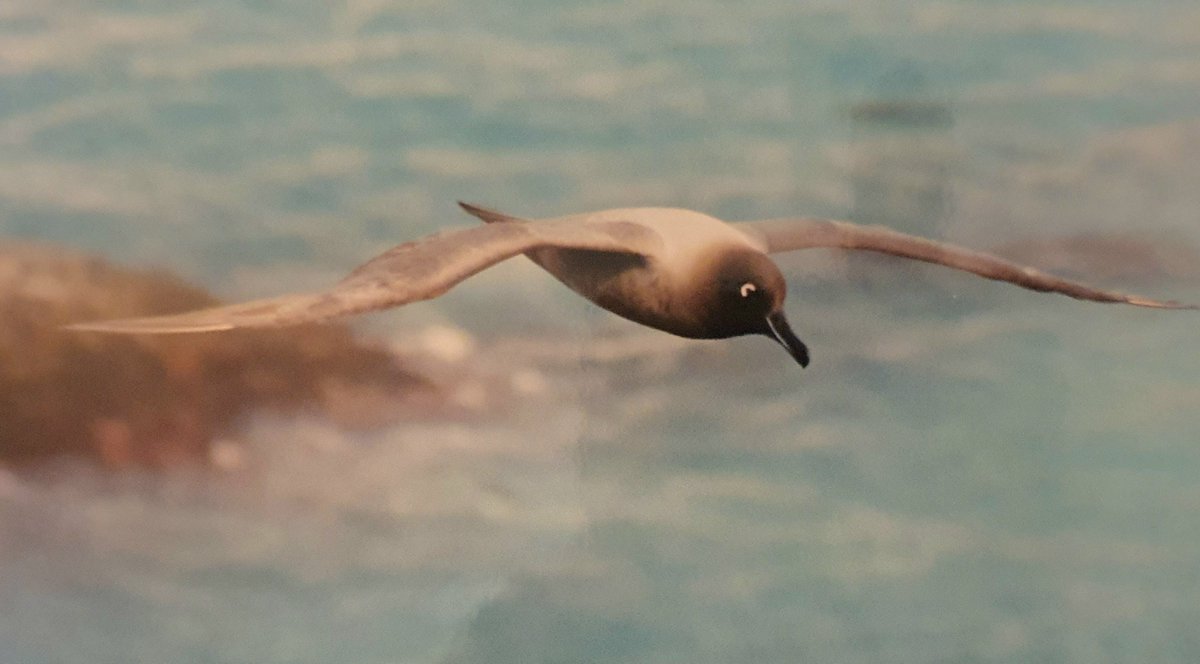 Mike Morse tweet media