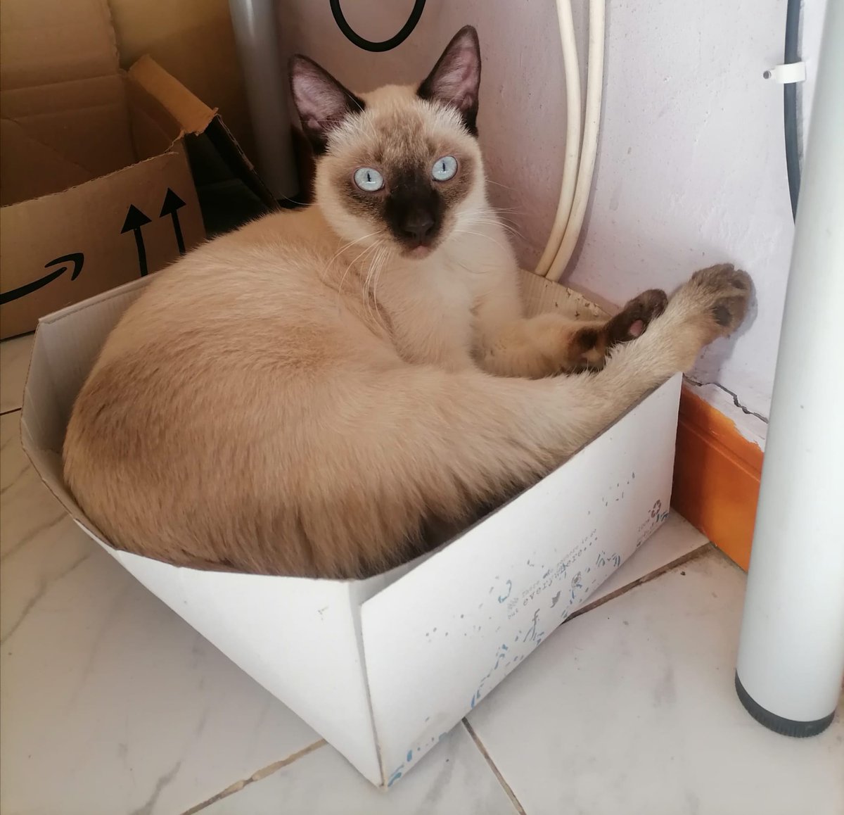 LASAnimal's tweet photo. #AMEDIO

Los que nos seguís sabéis que no llevamos gatitos. Este es un caso especial.

Amedio fue cedido junto a Timba por su dueña y está actualmente en acogida, es un siamés de 8 meses, tiene las patitas delanteras un poquito arqueadas, lo que lo hace único y diferente. Es un gato maravilloso, buenísimo, es compatible con perros y se lleva genial con gatos hembras y machos. 

Su acogida tiene 3 gatos más con los que se lleva genial, se pasan el día jugando, le encantan los niños, es muy mansito, súper dulce y cariñoso. Se porta genial en casa y está deseando encontrar su familia definitiva...

•Si quieres adoptarle, escríbenos al correo:

   adopcion.lasanimal@gmail.com

•Si quieres apadrinarle o amadrinarle
        
  https://t.co/xpy1OOnFnN

•Si quieres ayudarnos económicamente 
      
     ●IBAN para colaborar con nosotros: 
          LA CAIXA: ES54 2100 2602 0601 1072 6049 
          TITULAR: LASA ASOC LA SONRISA ANIMAL

      ●Paypal: adopcion.lasanimal@gmail.com

      ●Teaming: Por solo 1€/mes
          https://t.co/qtiYqxF8P0 

       ●BIZUM: código 04934