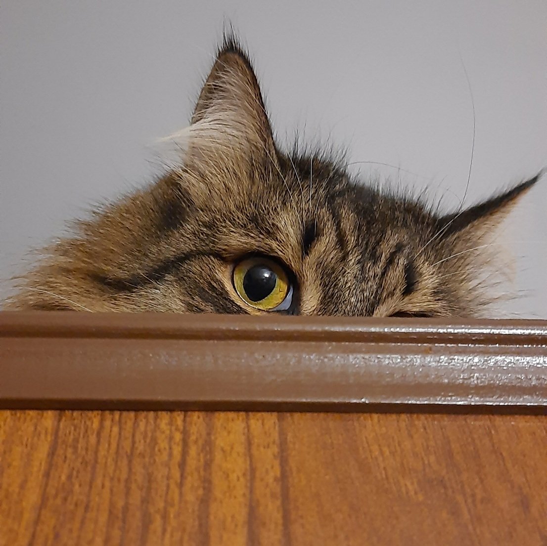 Talisman tweet media