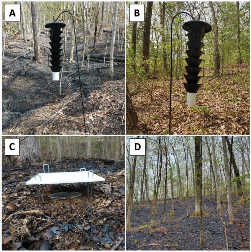 #LiteratureNotice Lawhorn et al. Coleoptera Monitoring Following Prescribed Fire Disturbance Yields 43 New State Species Records for Kentucky, USA. doi.org/10.1649/0010-0… #Beetle #Beetles #NewRecords #InsectMonitoring