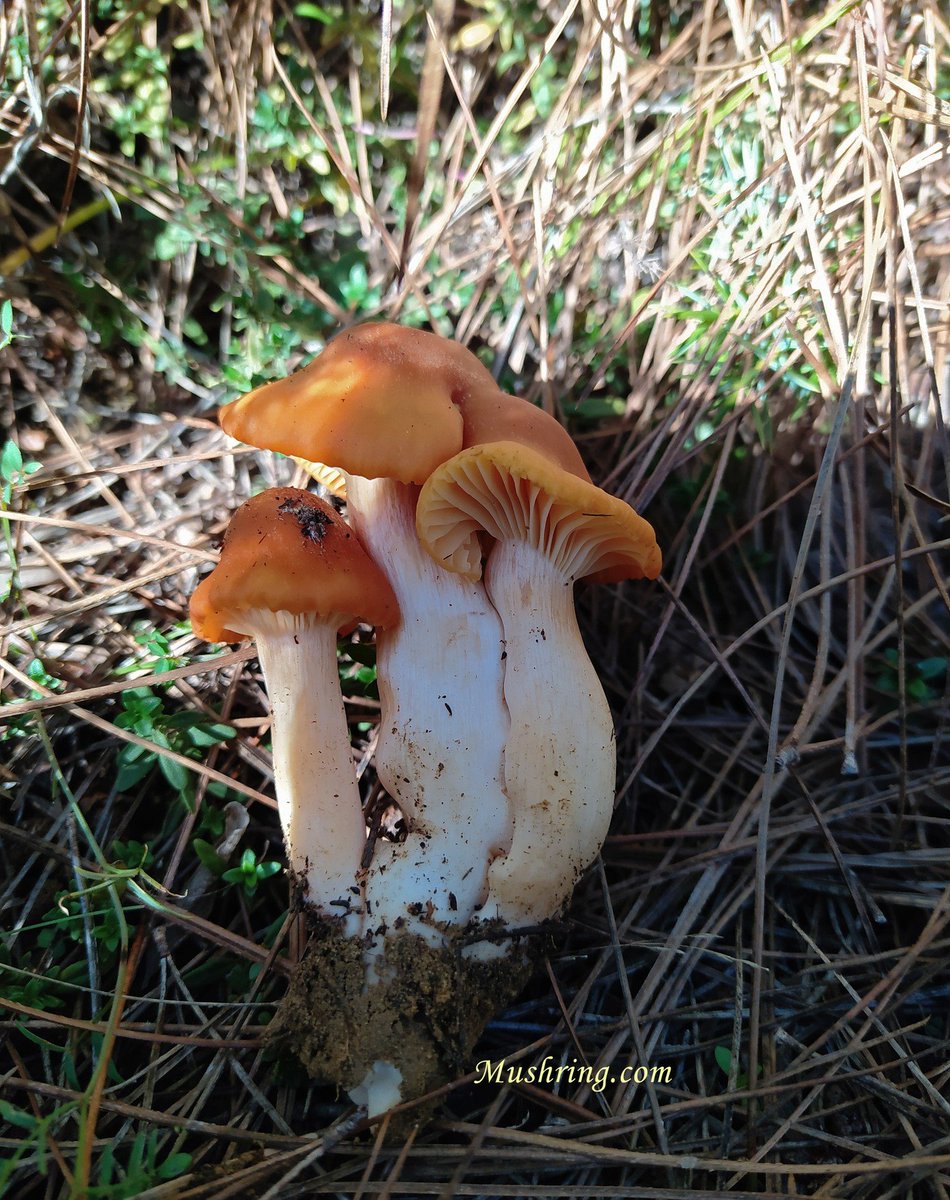 mushring's tweet photo. Wild Mushrooms Fruiting Forecast Maps https://t.co/OPYmHhoPfv
#mushrooms #fungiforecast #mushring #cuphophylluspratensis #fungiphotography #Ioannina https://t.co/TtYtEtVjLX