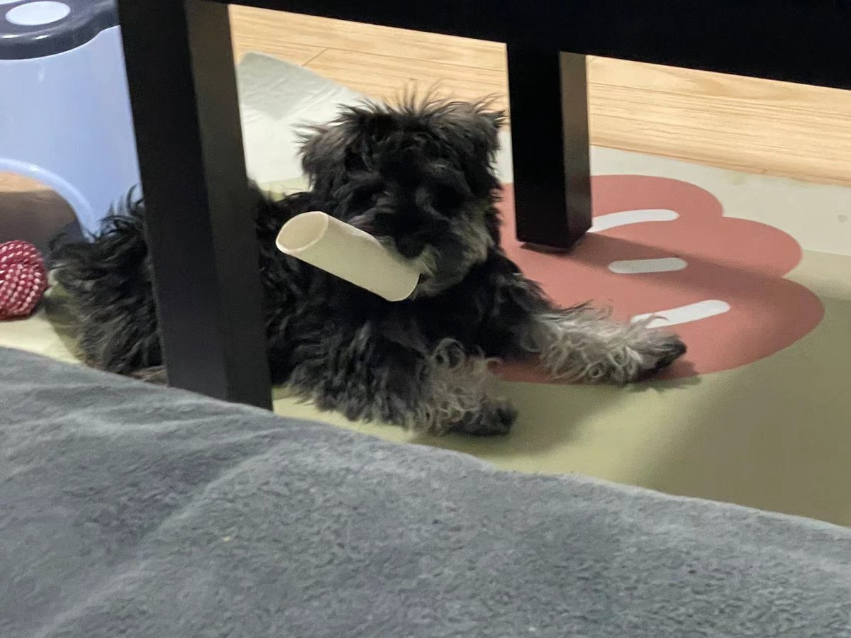 PetChain2's tweet photo. What are you calling me? You better have something to do😒
#dog #carnivore #tail #meatlover #lovemydogs #pets #animallover #wildlife #animalsaddict #whiskers #companiondog #fawn #snout #topdog #snoutout #dogphotos https://t.co/cNKFqWLchd