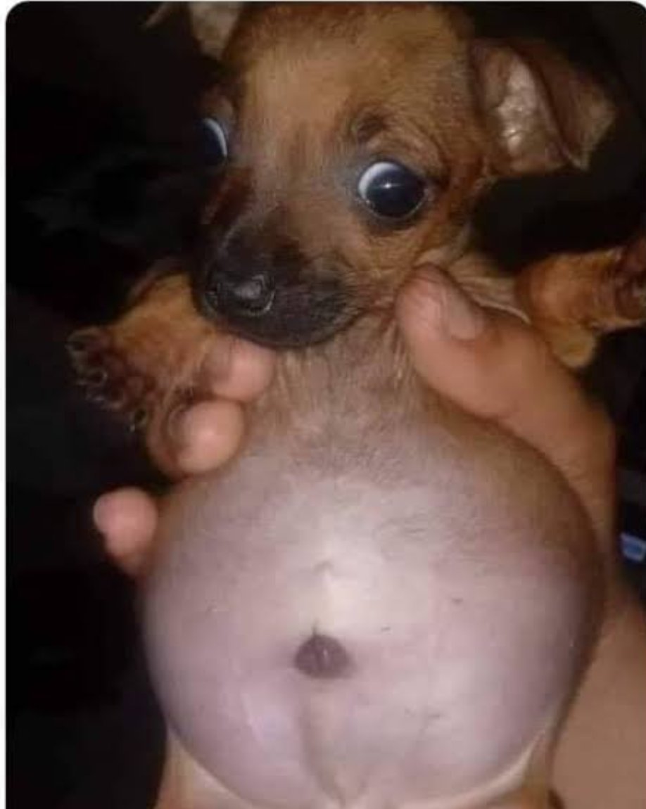 KeniaaleY's tweet photo. @William270254 La única que veo como perro, es a la chihuahua embarazo de kima. https://t.co/SwDqhzgghy