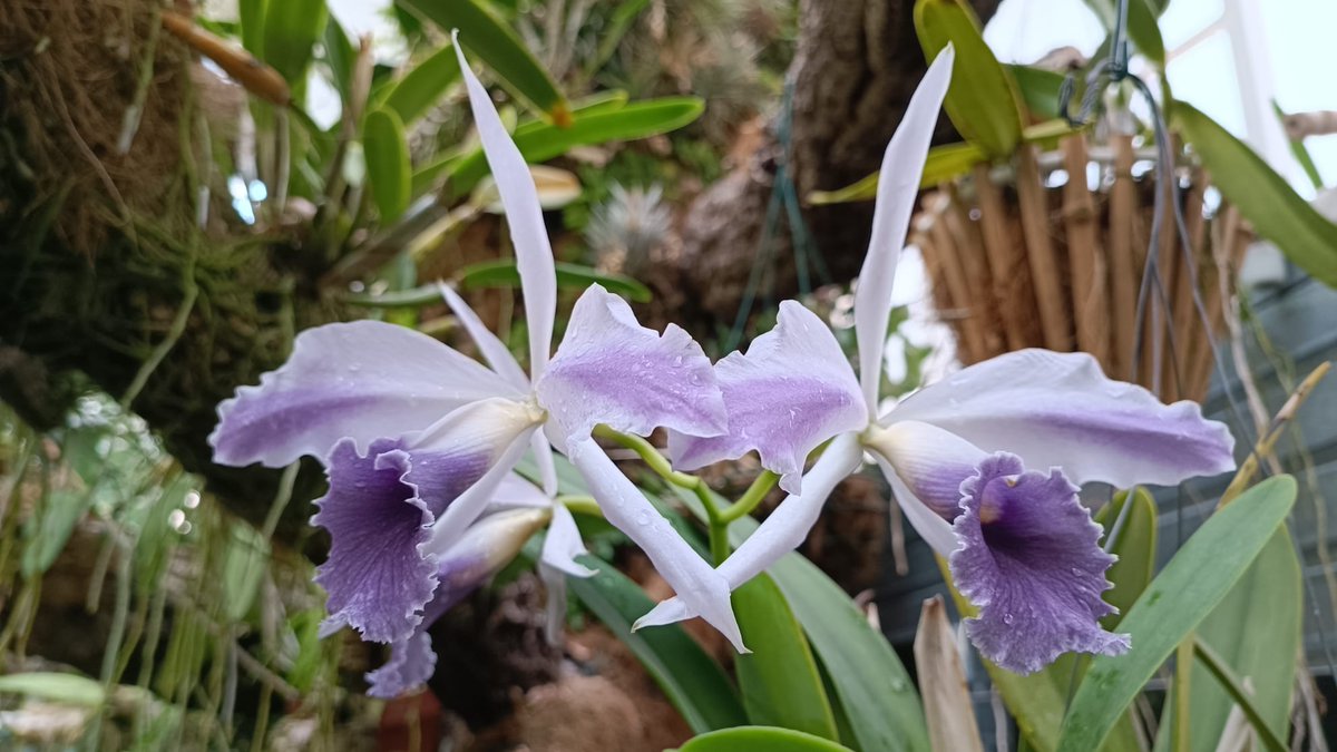 orchidarium_ tweet picture