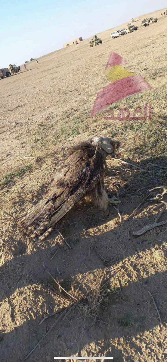 A7cRi's tweet photo. @Muath_VG + وجود الصقر سليم بجانب السيارة ! https://t.co/XECQb2es8v
