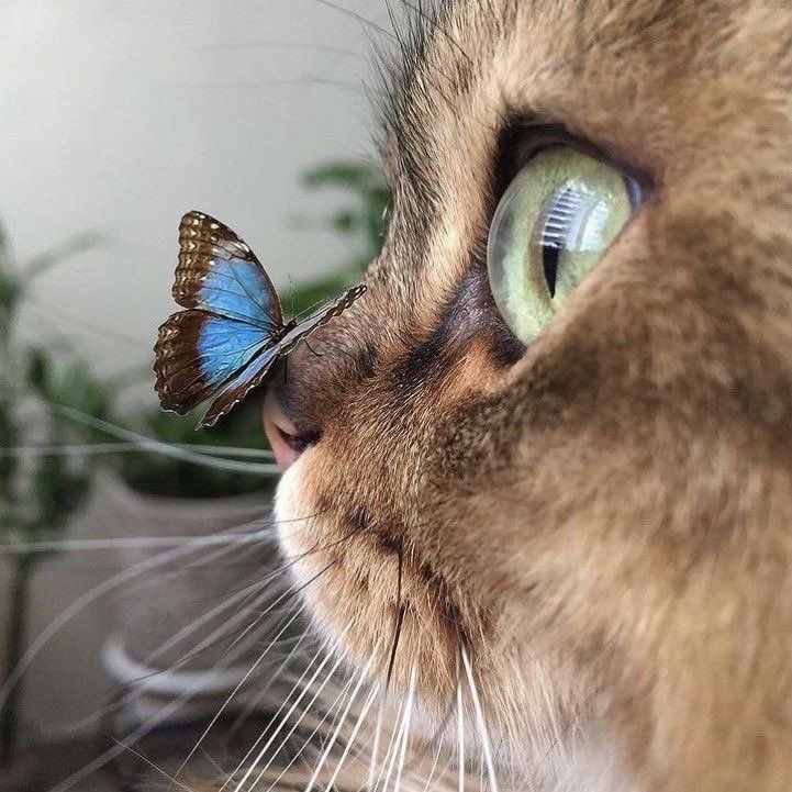 300moods's tweet image. 🦋