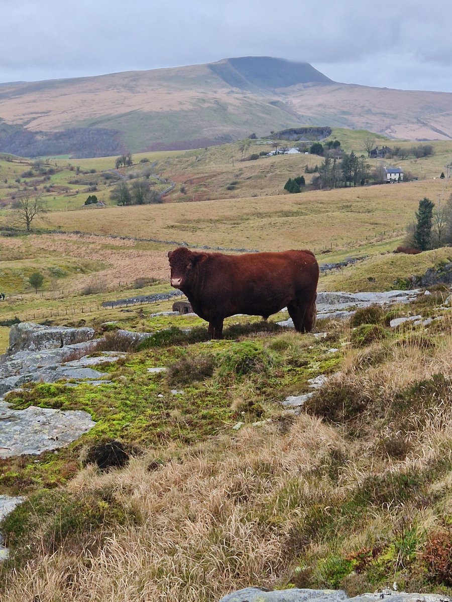 My bull enjoying Boxing Day, on the mountain where North Devons belong.#rubyred