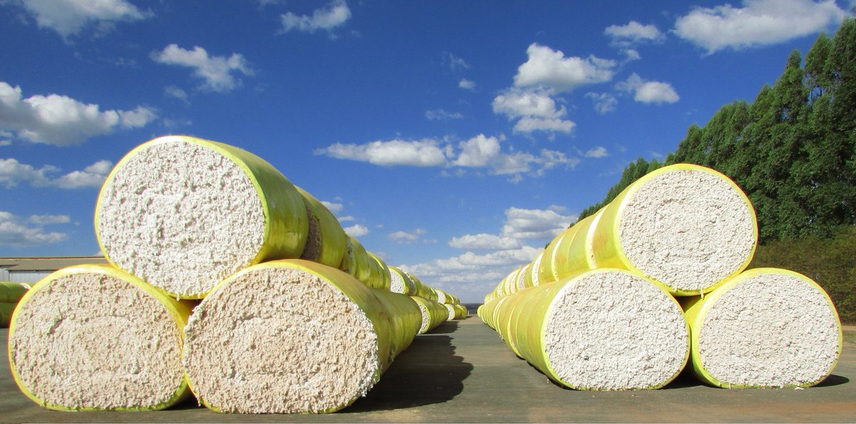 AGOPA Algodão tweet media