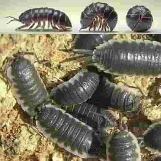 originalucdivin's tweet photo. This is called the Oniscidae. You may find them under a brick or a damp object. You may have felt disgusted and wondered  why they exist in nature.  Well, let me tell you, the  oniscidae , better known as cochineal, is a subgroup of isopod crustaceans  whose function is to remove harmful heavy metals  from the earth such as mercury, cadmium and lead. They contribute to the cleansing of soil and groundwater to reaffirm  the wisdom of nature. Do not damage them or spray pesticides!