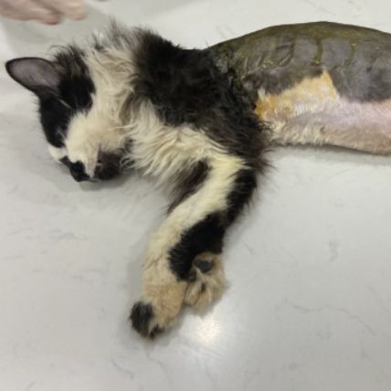 Chloe still needs help after her recent surgery didn't go as well has hoped. 

Read more, here: buff.ly/3vbCsAy

#animalfundraiser #petcosts #catcare #animalsurgery #catfundraiser