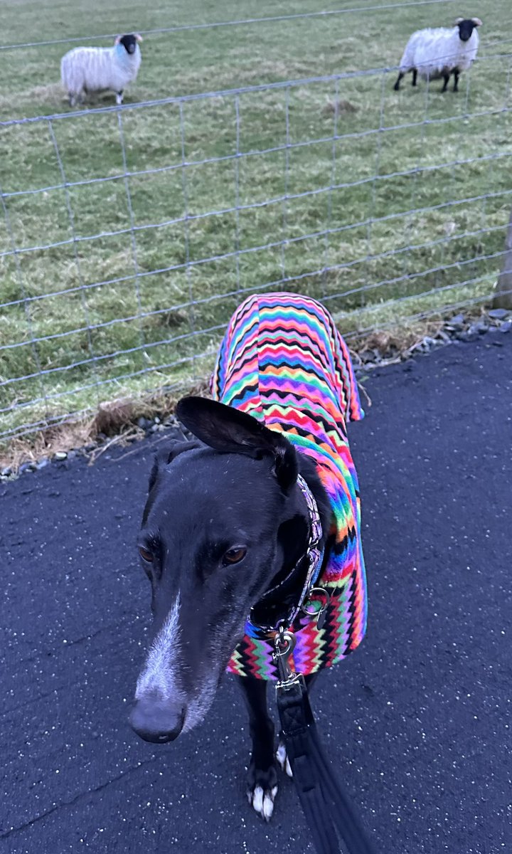 Went for a walk and these sheep kept staring at me! I think they liked my bright coat! 💙🐾🐾 #dogsofX #greyhoundsofX #greyhoundsmakegreatpets #greyhoundpaddy