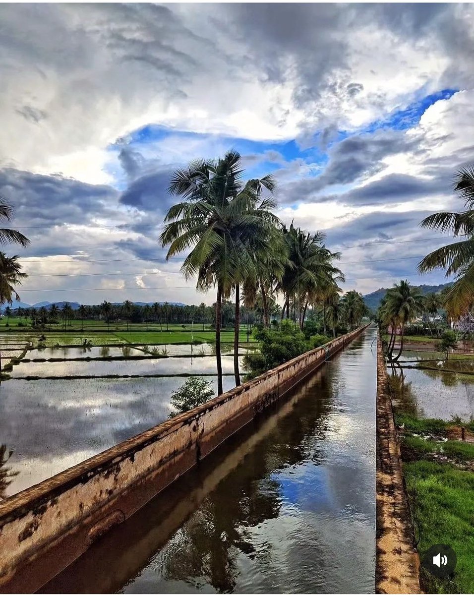 Act4madurai's tweet image. Sholavandhan, #Madurai

#Vaigai irrigation canal

#paddyfields

@mducollector
@tntourismoffcl @OfficeOfPTR @pmoorthy21 @supriyasahuias

Pc: Sudharshan sathiamurthy via insta