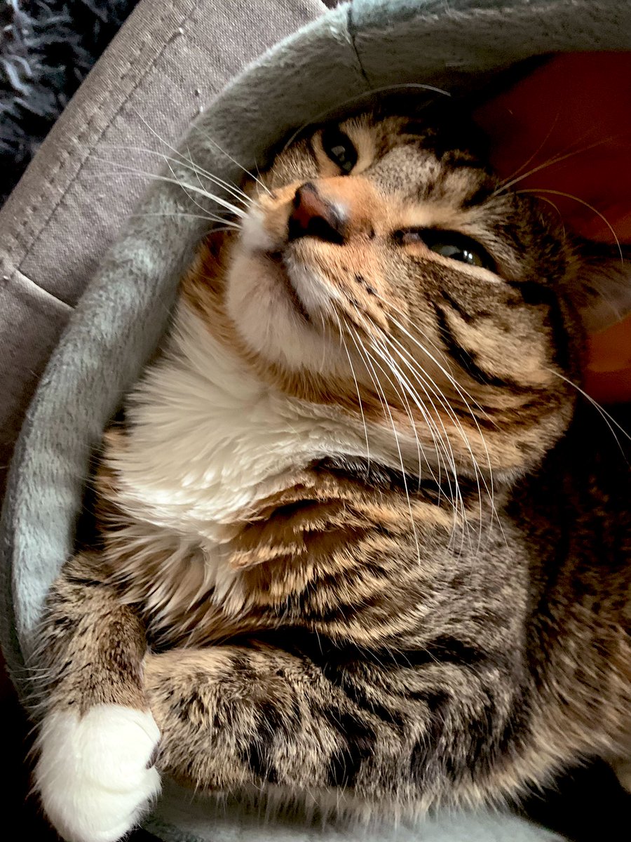 sheepeverywhere's tweet photo. he is beauty, he is grace https://t.co/b4mjZitbY9