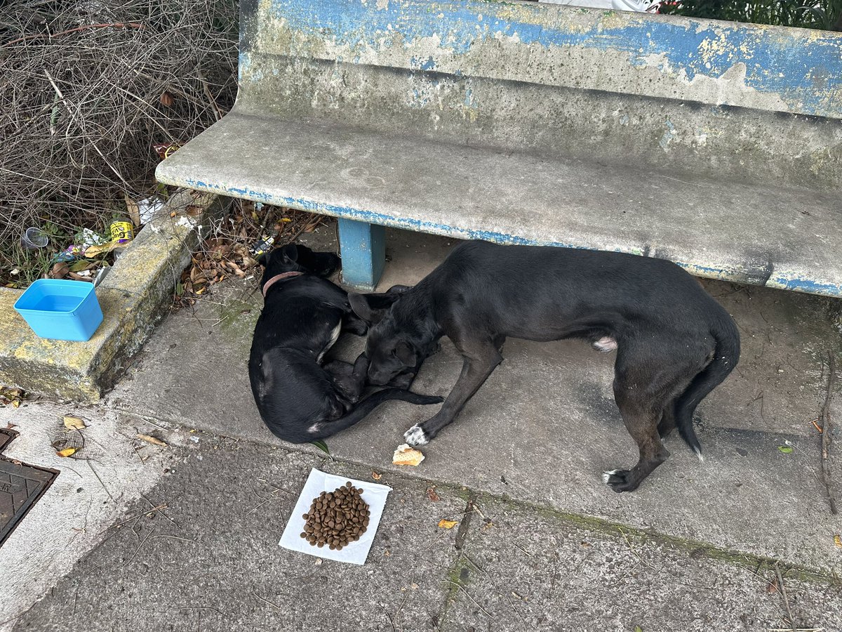 Galera, me ajudem aqui, por favor

2 cachorrinhos apareceram na frente de casa, não sabemos se fugiram ou se foram abandonados (um deles tá com coleira)

Coloquei comida e água, um deles até comeu, mas não sabemos o que fazer (eles parecem ser bem novinhos)

O problema é que o de